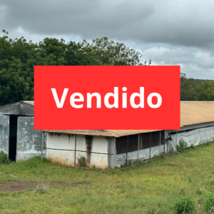 Barracão aviário frango de corte